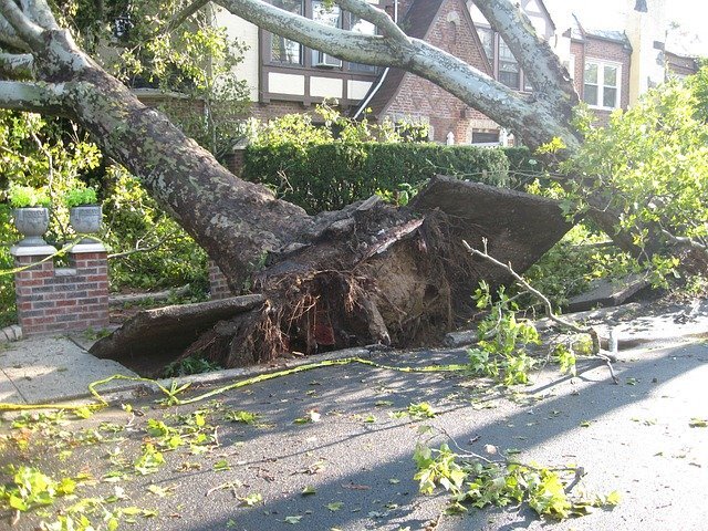 tree debris